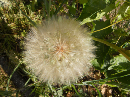 Blumen