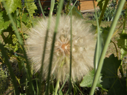 Blumen