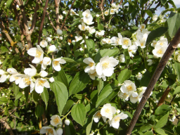 Blumen