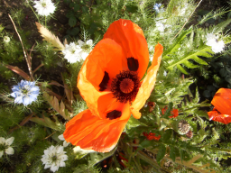 Blumen