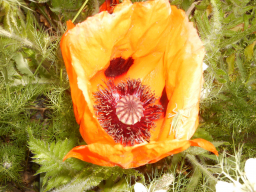Blumen