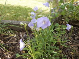 Blumen