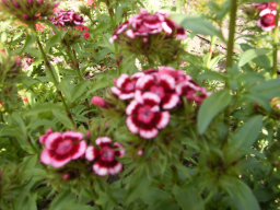 Blumen