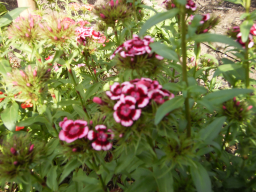 Blumen