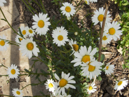 Blumen