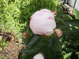 Blumen
