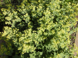 Blumen
