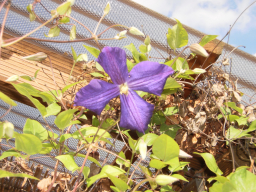Blumen