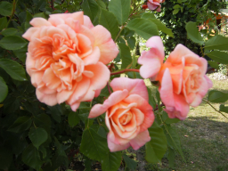 Blumen