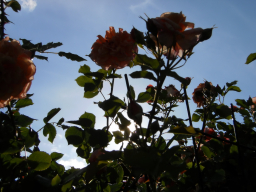 Blumen