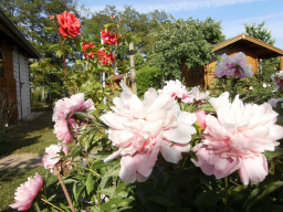 Blumen
