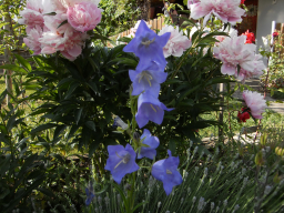 Blumen