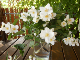 Blumen