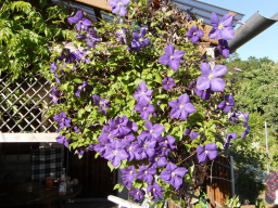 Blumen