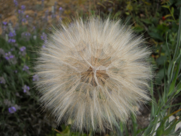Blumen