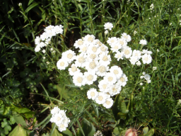 Blumen