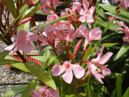 Blumen