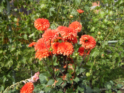 Blumen