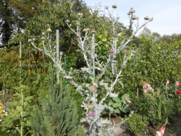 Blumen