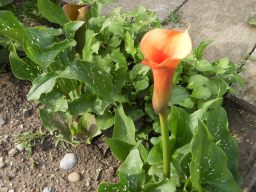 Blumen