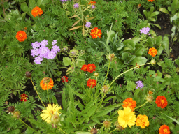Blumen