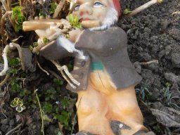 Zwerge